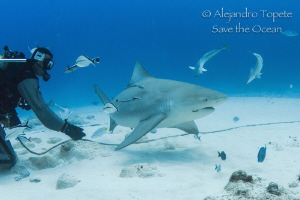 Bull Shark in Playa del Carmen,Playa del Carmen Mexico by Alejandro Topete 